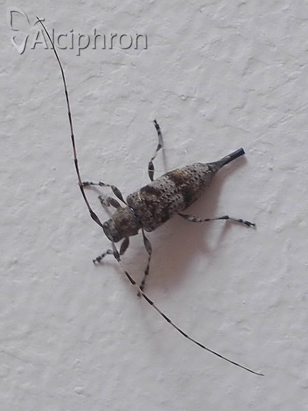 Acanthocinus aedilis