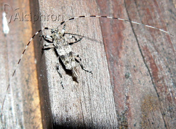 Acanthocinus griseus