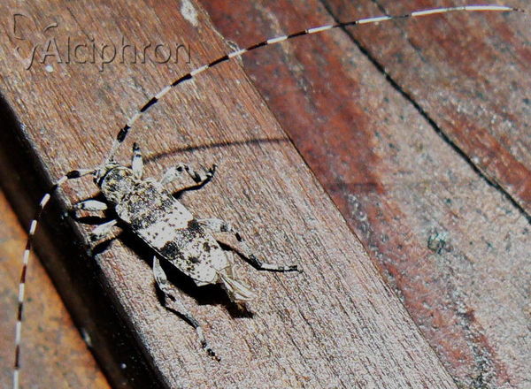 Acanthocinus griseus