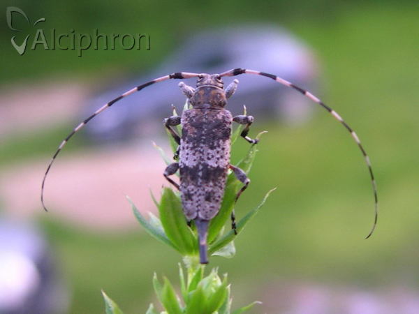 Acanthocinus griseus