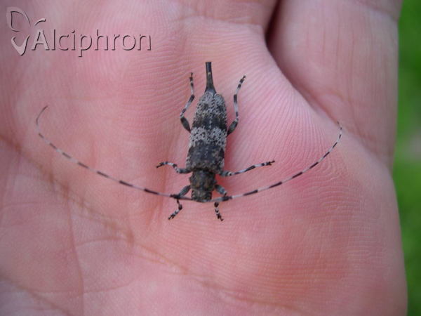 Acanthocinus griseus
