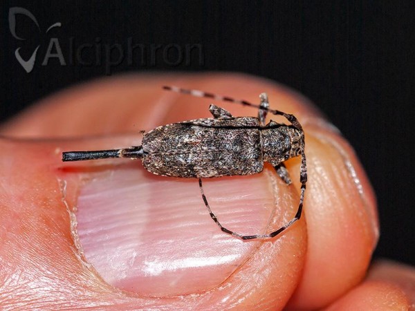 Acanthocinus reticulatus