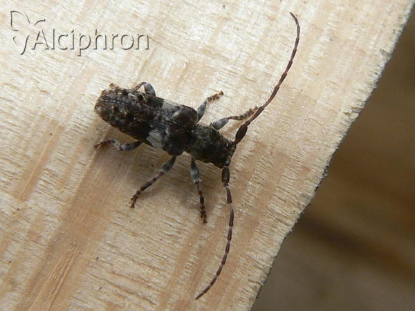 Pogonocherus fasciculatus