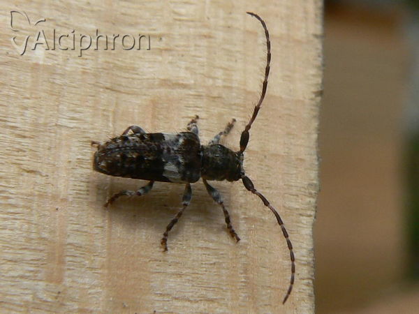Pogonocherus fasciculatus