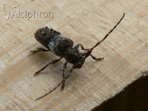 Pogonocherus fasciculatus