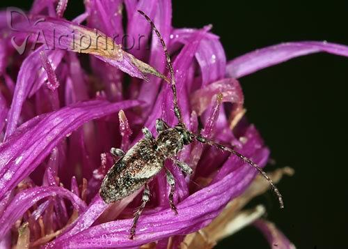 Pogonocherus decoratus