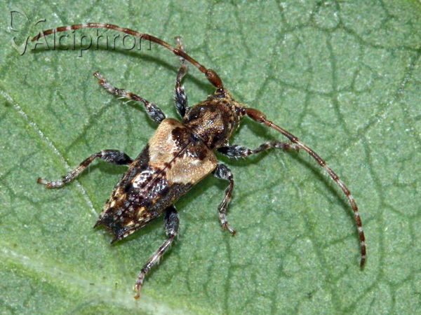 Pogonocherus hispidus