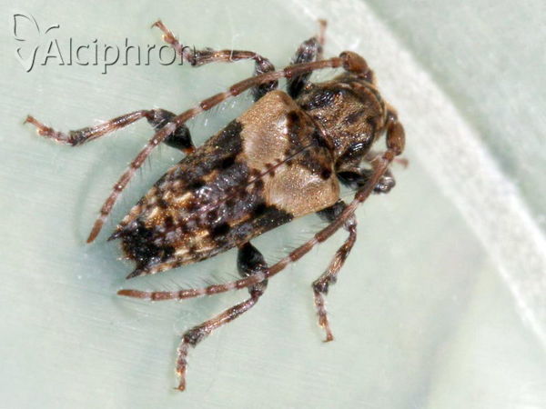 Pogonocherus hispidus