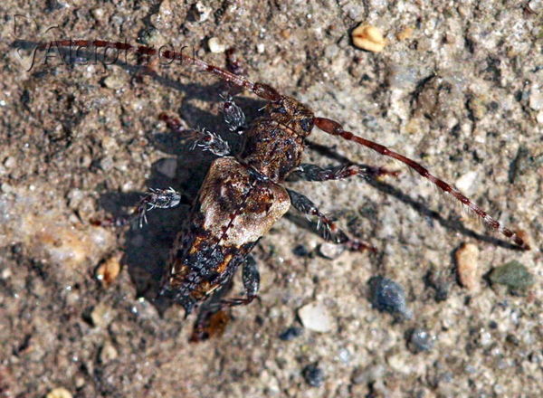 Pogonocherus hispidus