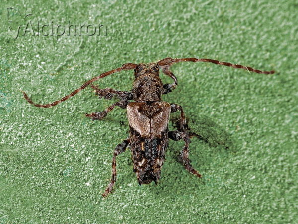 Pogonocherus hispidus