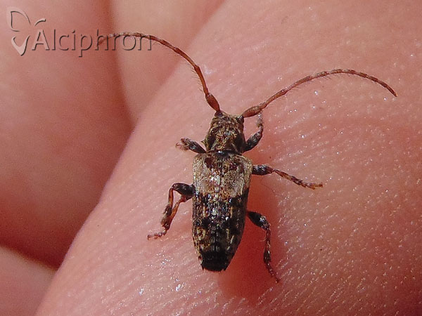 Pogonocherus hispidus
