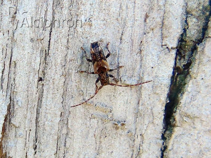 Pogonocherus hispidus