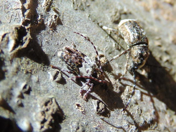 Pogonocherus hispidulus