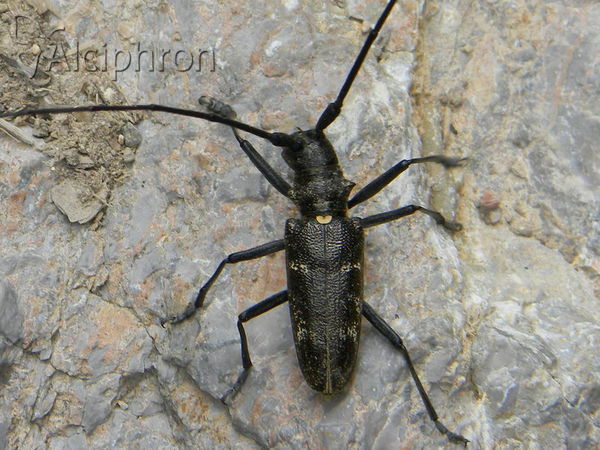 Monochamus sartor