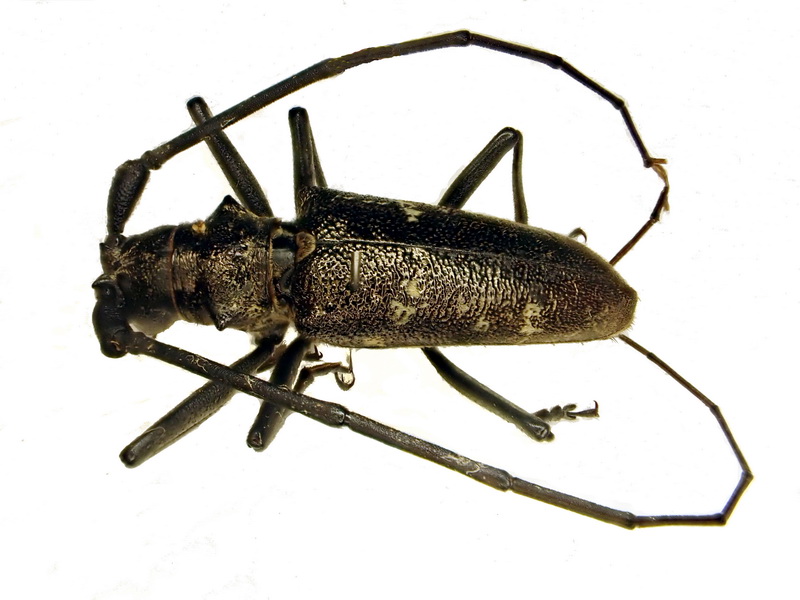Monochamus sartor