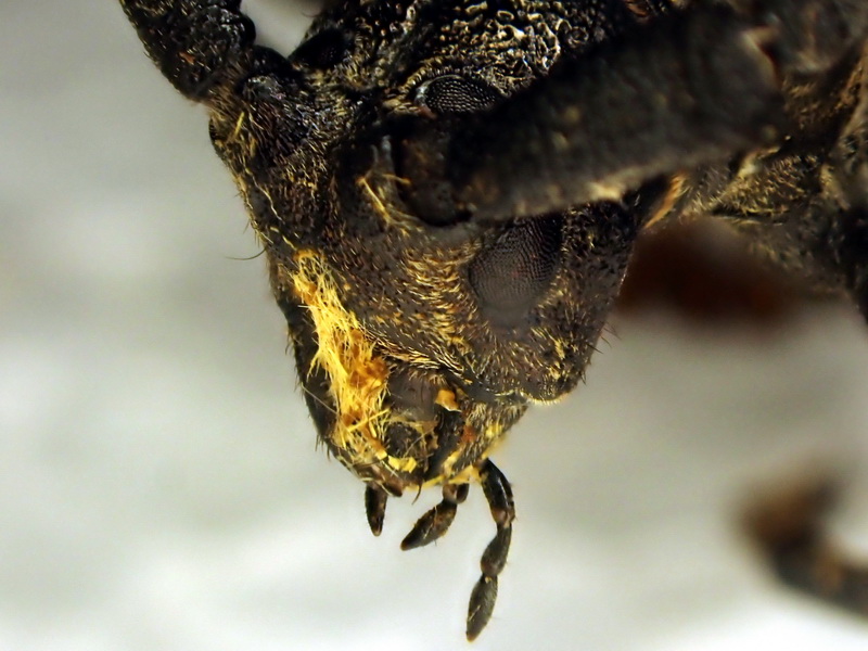 Monochamus sartor
