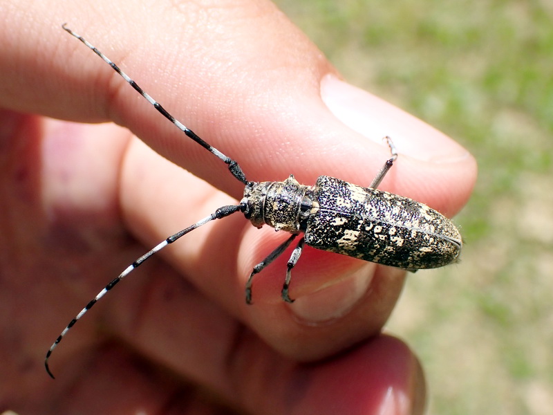 Monochamus sartor