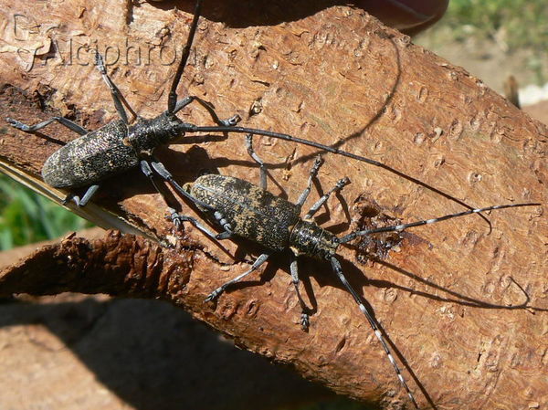Monochamus galloprovincialis