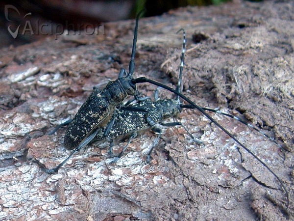 Monochamus sutor