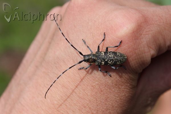 Monochamus saltuarius