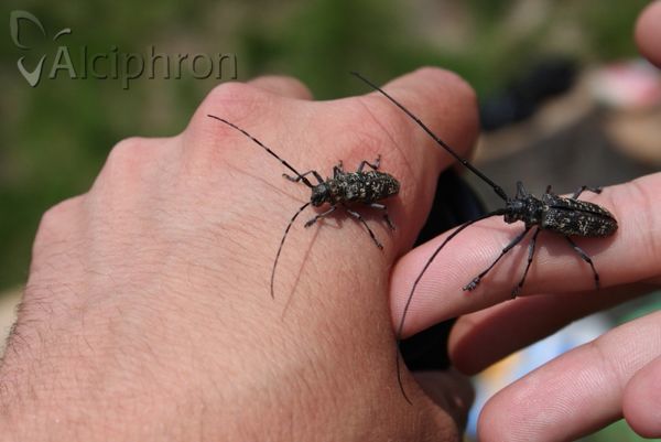 Monochamus saltuarius