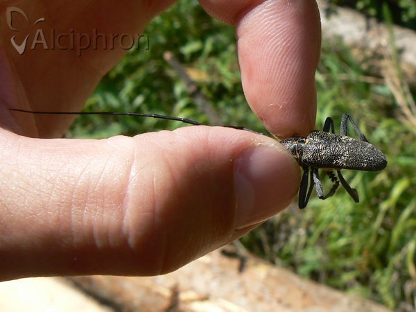 Monochamus saltuarius