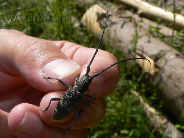 Monochamus saltuarius