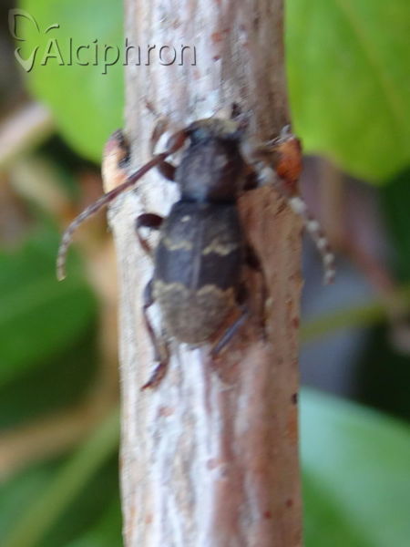 Parmena unifasciata