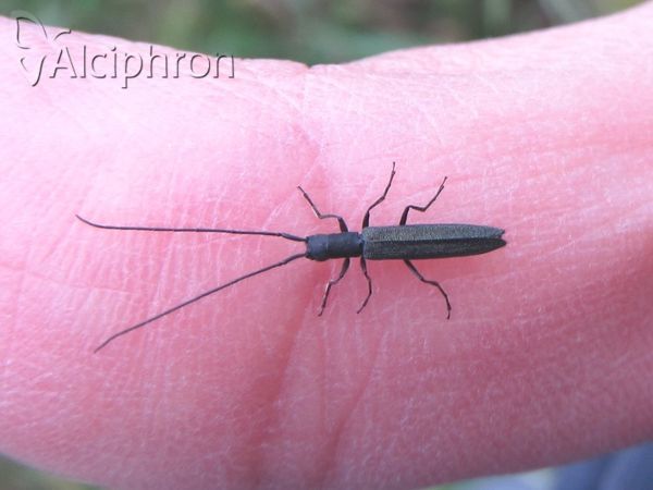 Theophilea subcylindricollis