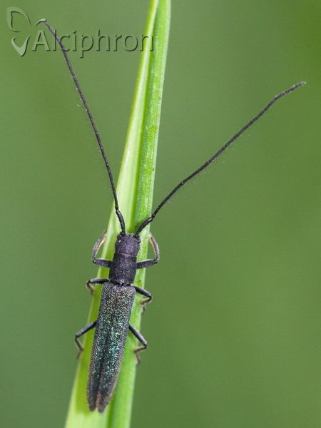 Theophilea subcylindricollis