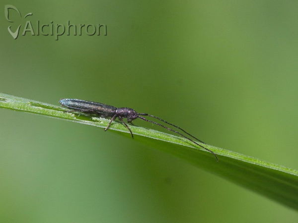 Theophilea subcylindricollis