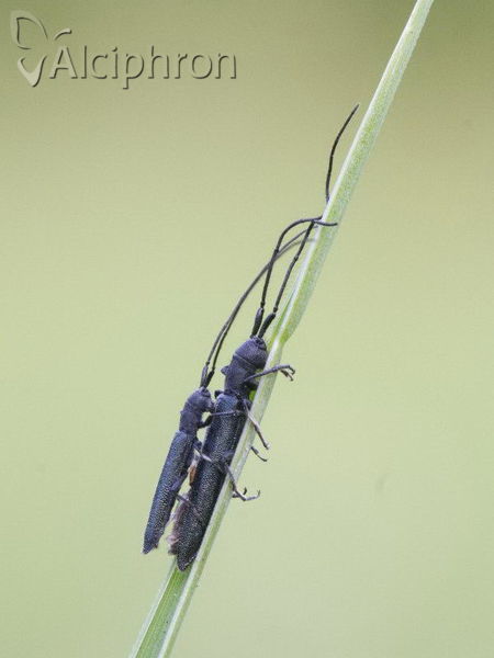 Theophilea subcylindricollis