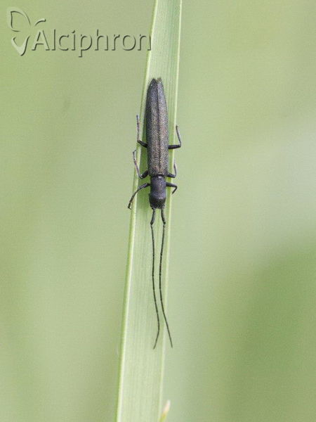 Theophilea subcylindricollis