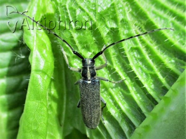 Agapanthia maculicornis