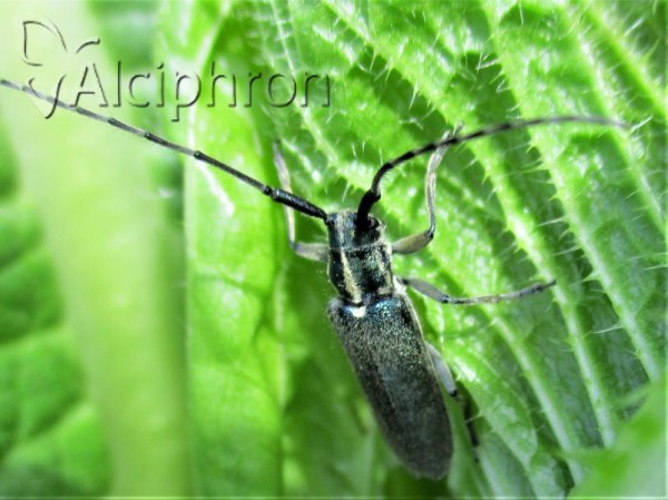 Agapanthia maculicornis