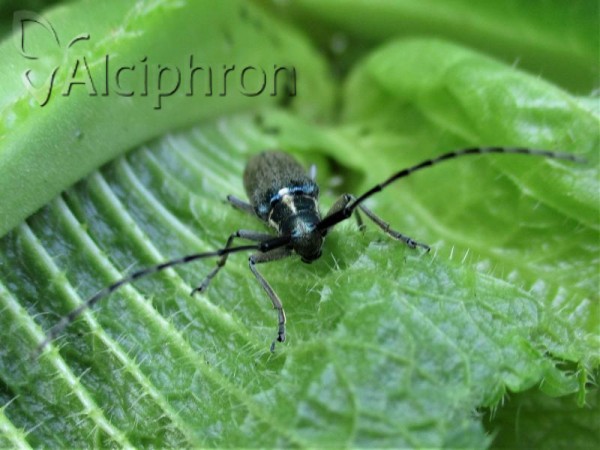 Agapanthia maculicornis