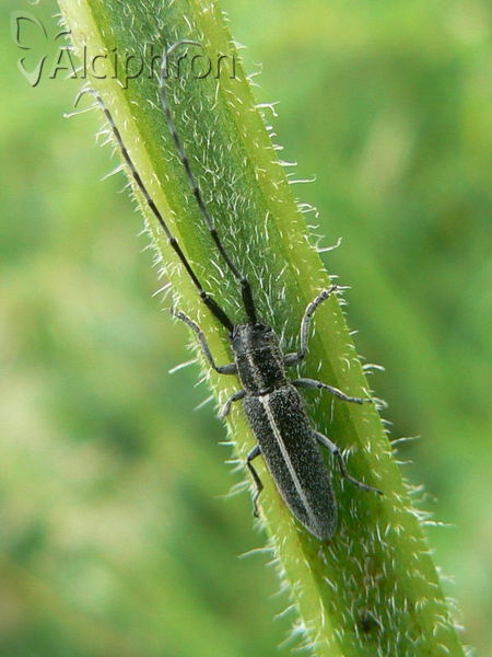 Agapanthia cardui