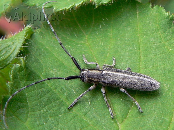Agapanthia cardui