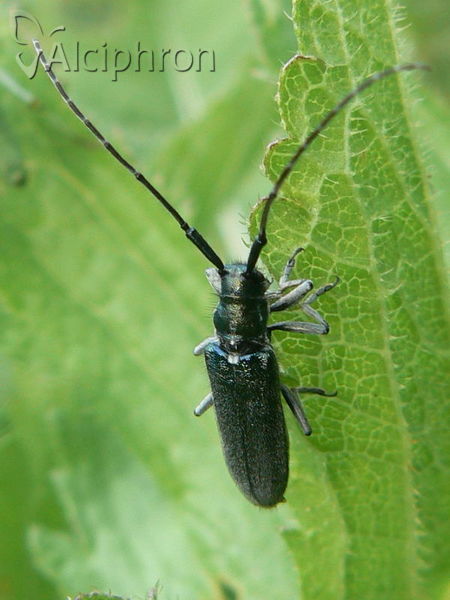 Agapanthia violacea