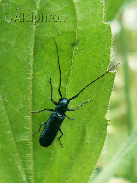 Agapanthia violacea