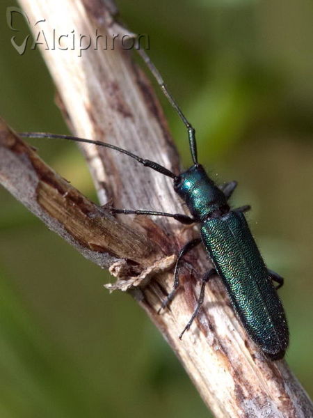 Agapanthia violacea