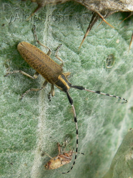 Agapanthia dahli