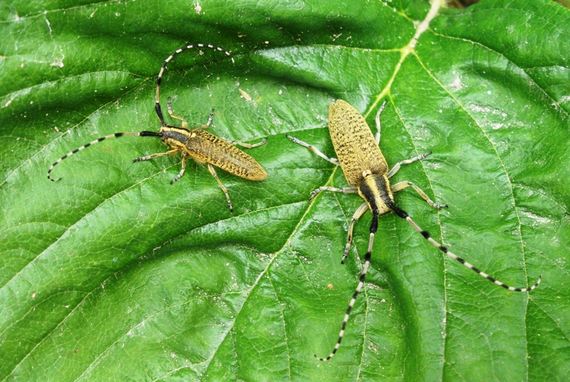 Agapanthia dahli