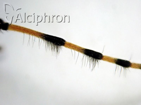 Agapanthia dahli