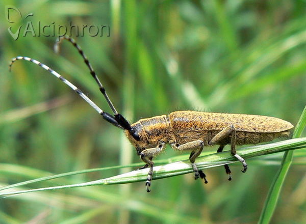 Agapanthia villosoviridescens