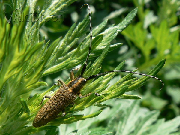 Agapanthia villosoviridescens