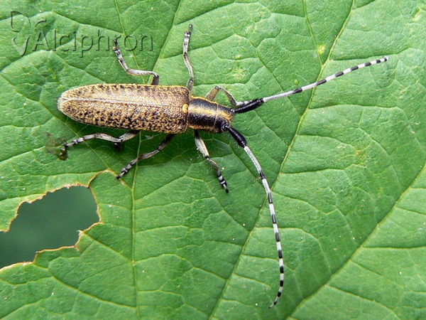 Agapanthia villosoviridescens