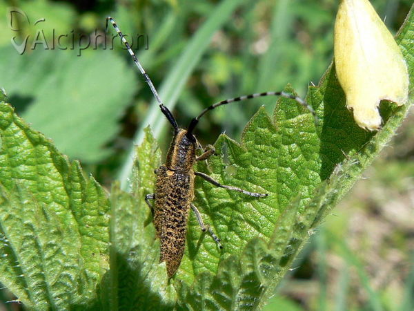 Agapanthia villosoviridescens