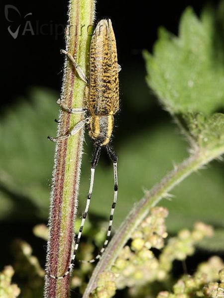 Agapanthia villosoviridescens