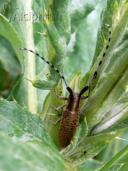 Agapanthia villosoviridescens